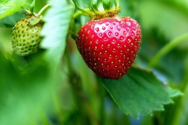 Fleißige Helferinnen zur Saison zum Pflücken und verarbeiten von reifen Erdbeeren