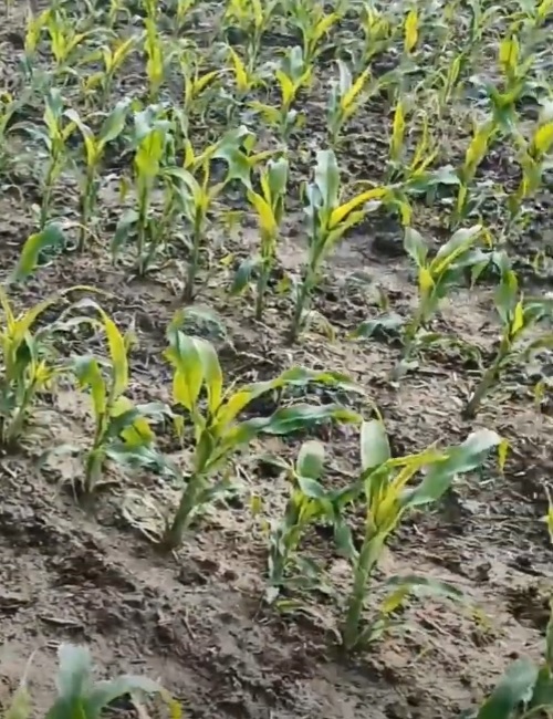 Junge Mais-pflanzen auf dem Feld